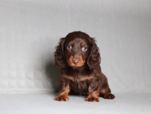 0082aaa Paris the mini dachshund-the puppy lodge