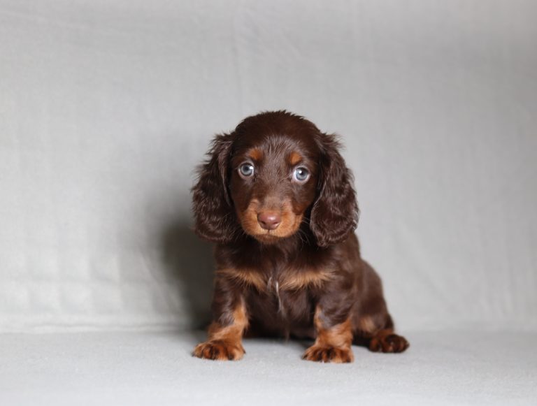 0082aaa Paris the mini dachshund-the puppy lodge