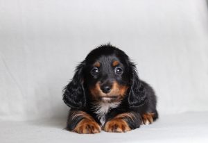 0083aaa Peyton the mini dachshund-the puppy lodge