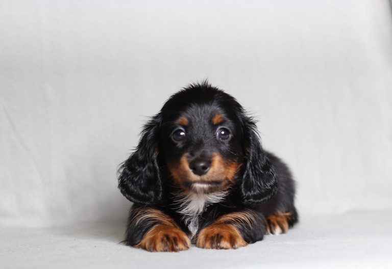 0083aaa Peyton the mini dachshund-the puppy lodge