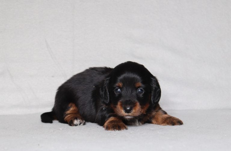 0083aaaParis the dachshund-the puppy lodge