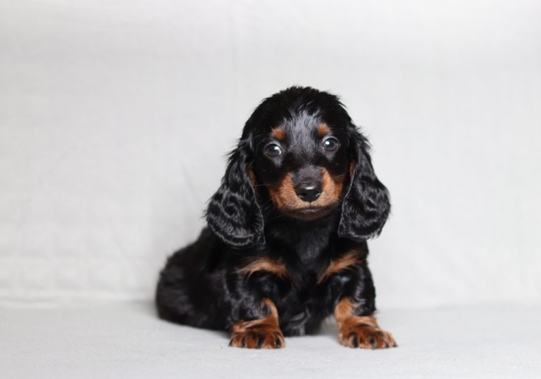0084aaa Preston the mini dachshund-the puppy lodge