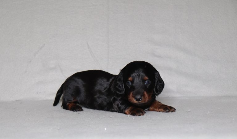 0084a Preston the mini dachshund-the puppy lodge