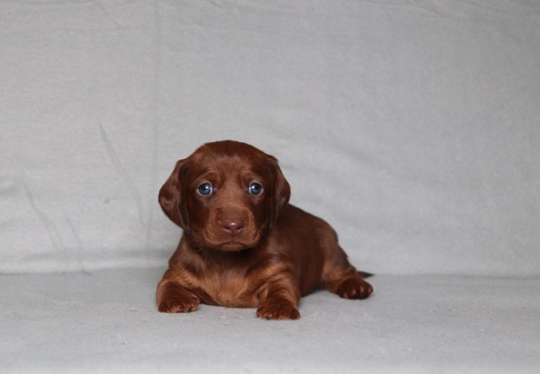 0085aPaisley the dachshund-the puppy lodge