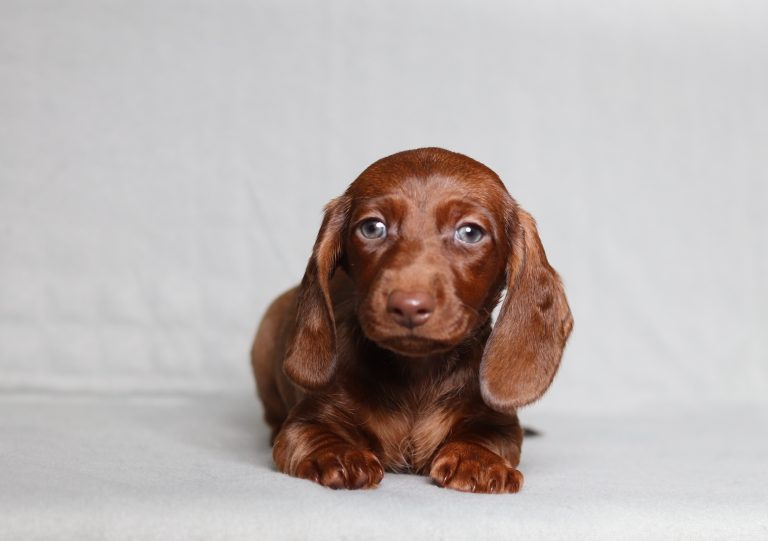 0085aaa Paisly the mini dachshund-the puppy lodge