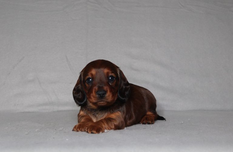 0086aaa-Pamela the dachshund-the puppy lodge