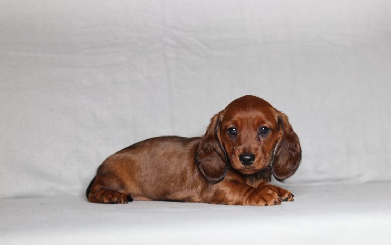 0086aaa Pamela the mini dachshund-the puppy lodge
