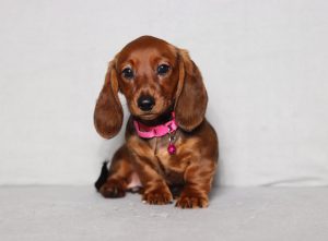 0086aaa pamela the mini dachshund-the puppy lodge