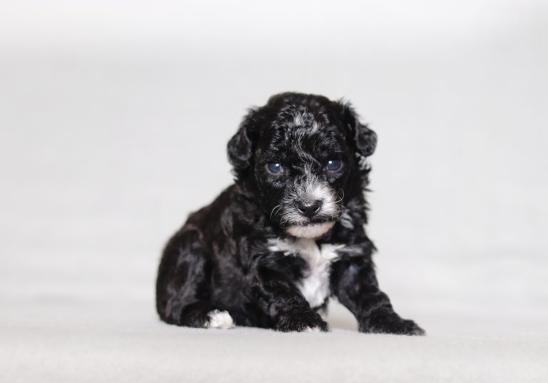 0087aa Everly the mini poodle-the puppy lodge