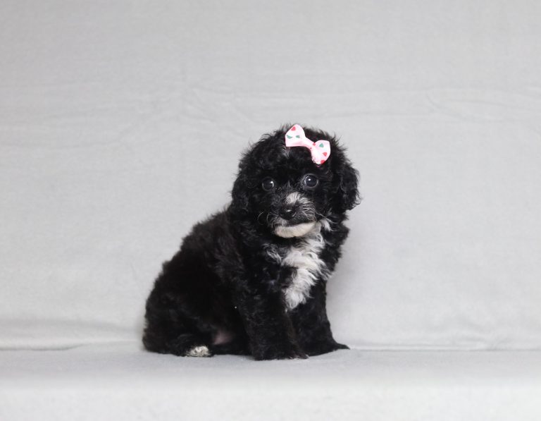 0087aaa everly the mini poodle-the puppy lodge