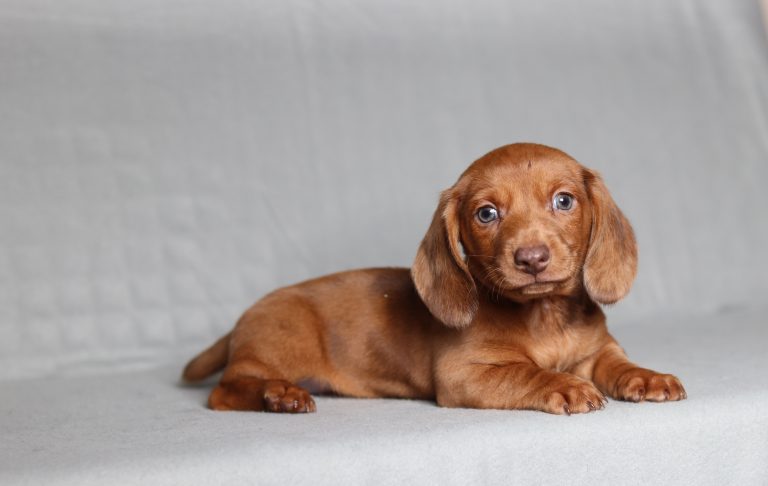 0090a benson the mini dachshund-the puppy lodge