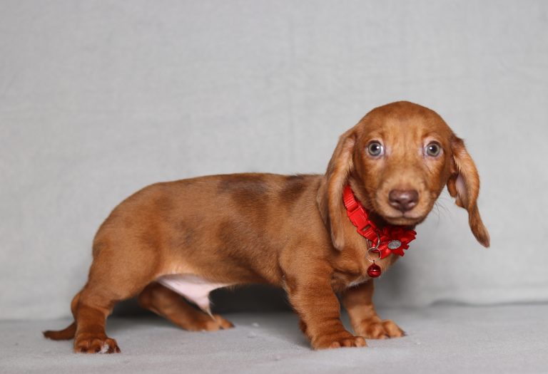 0090aaa benson the mini dachshund-the puppy lodge