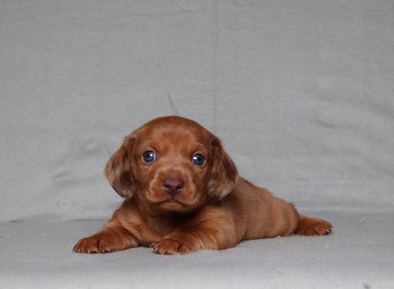 0090aa benson the dachshund-the pupp lodge