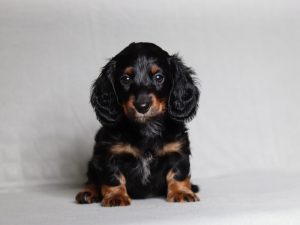 0091aaa Percy the mini dachshund-the puppy lodge