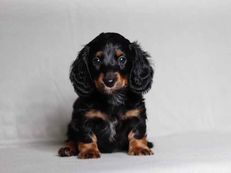 0091aaa Percy the mini dachshund-the puppy lodge