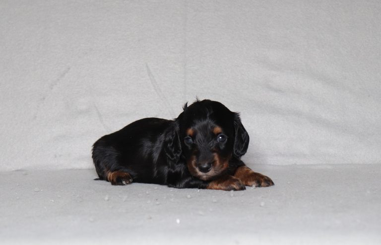 0091aaa Percy the mini dachshund-the puppy lodge