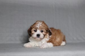 0093a Sonya the teddy bear-the puppy lodge