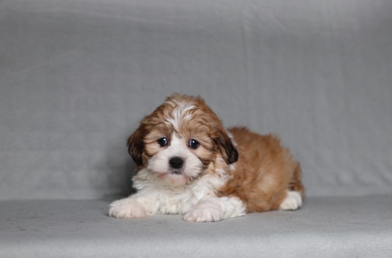 0093a Sonya the teddy bear-the puppy lodge