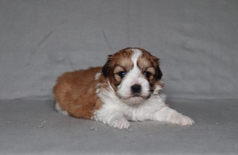 0093aaa sonya the teddy bear-the puppy lodge