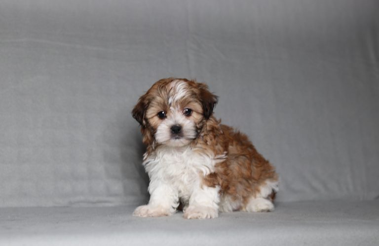 0094aa sheila the teddy bear-the puppy lodge