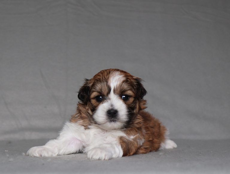 0094aa sheila the teddy bear-the puppy lodge