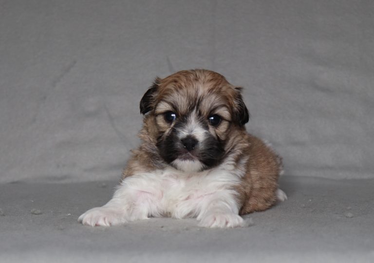 0096aaa sadie the teddy bear-the puppy lodge