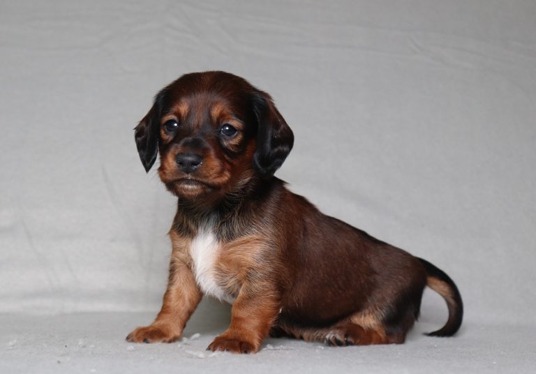 0098aPrincess the dachshund-the puppy lodge