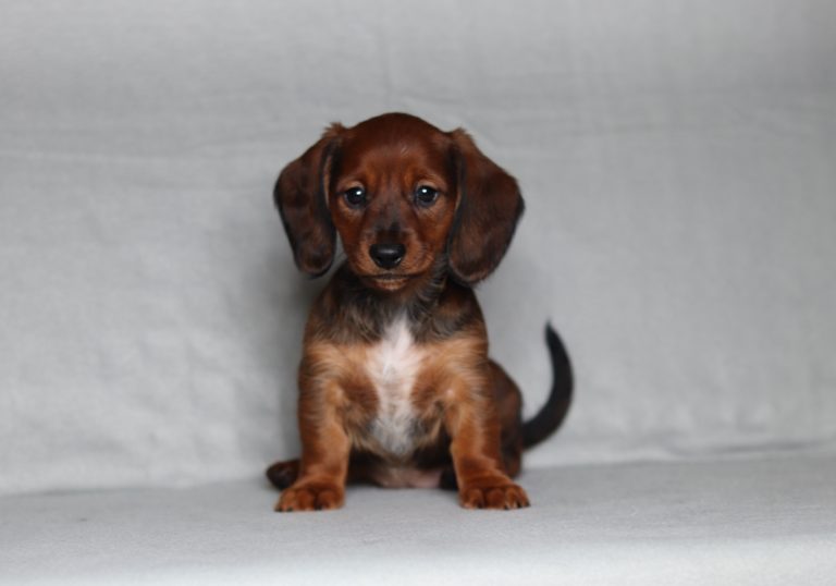 0098aaa Princess the mini dachshund-the puppy lodge