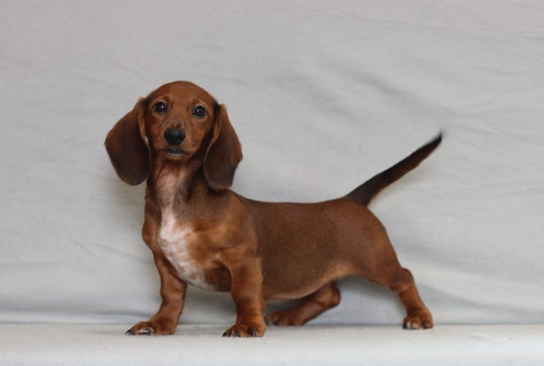 0098aaa princess the mini dachshund-the puppy lodge