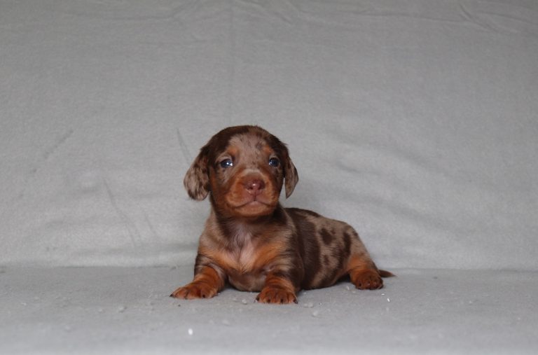 0100aa Perry the dachshund-the puppy lodge