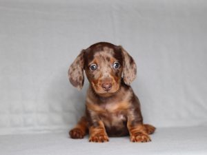 0100aaa Perry the mini dachshund-the puppy lodge