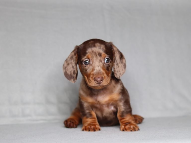 0100aaa Perry the mini dachshund-the puppy lodge
