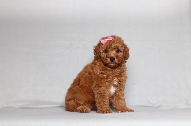 0124aaa lilly the mini poodle-the puppy lodge