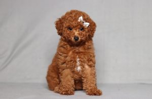 0124aaa lilly the min i poodle-the puppy lodge