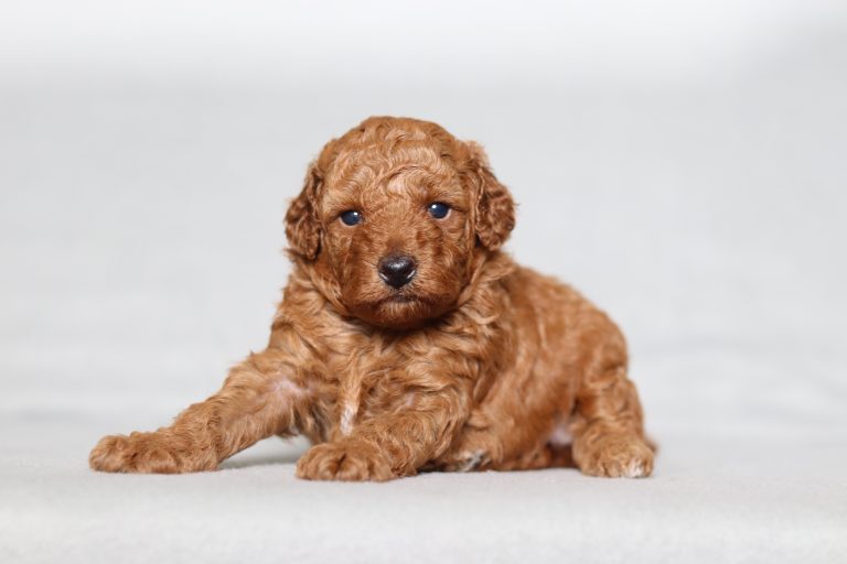 0124aaa Lilly the mini poodle-the puppy lodge