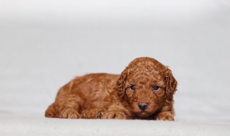 0128a Luxy the mini poodle-the puppy lodge