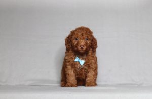0131aaa leslie the mini poodle-the puppy lodge