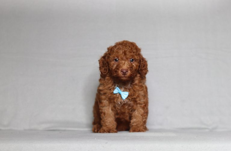 0131aaa leslie the mini poodle-the puppy lodge