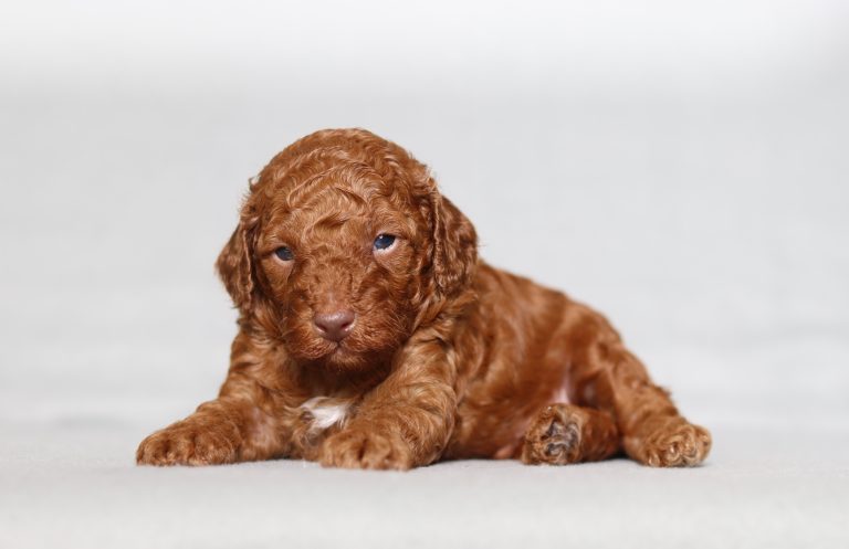 0131a Leslie the mini poodle-the puppy lodge
