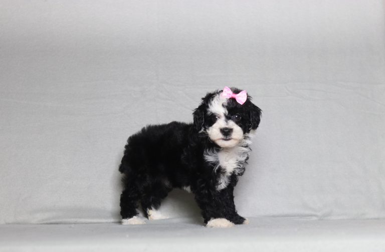 0133aa emerson the mini poodle-the puppy lodge