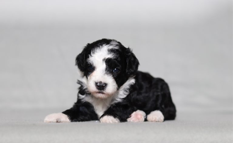 0133aa Emerson the mini poodle-the puppy lodge
