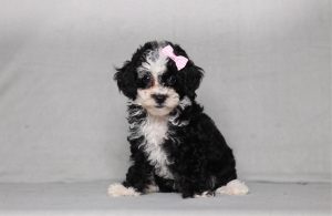 0133aaa emerson the mini poodle-the puppy lodge