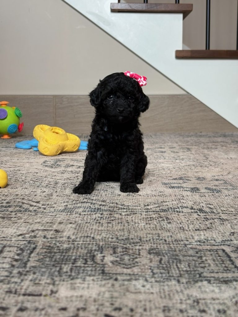 0136a Erica the mini poodle-the puppy lodge