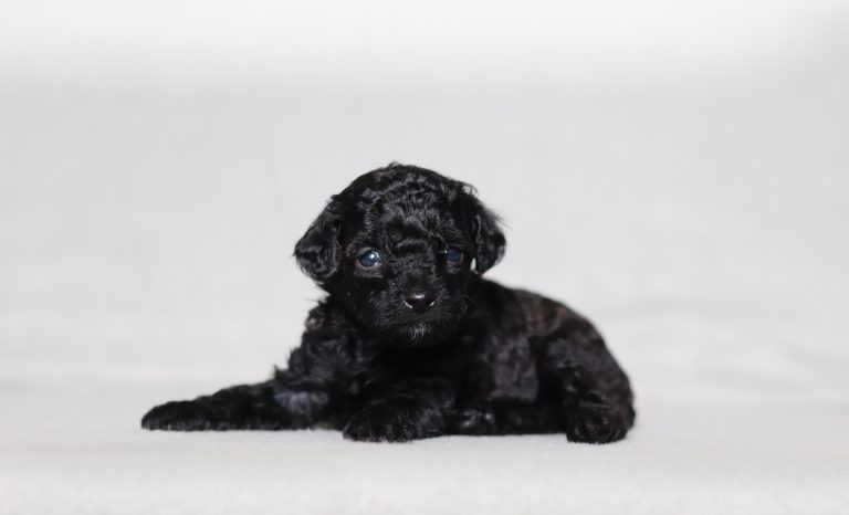 0136a Erica the mini poodle-the puppy lodge
