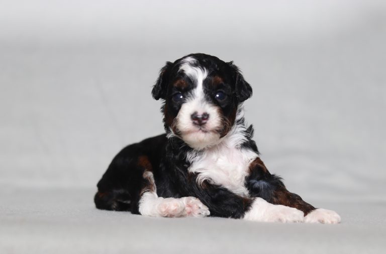 0137aaa Ethan the mini poodle-the puppy lodge