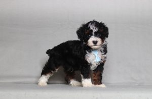 0137a ethan the mini poodle-the puppy lodge