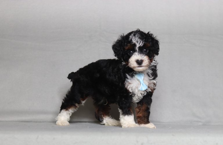 0137a ethan the mini poodle-the puppy lodge