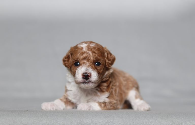 0140aaa Evelyn the mini poodle-the puppy lodge