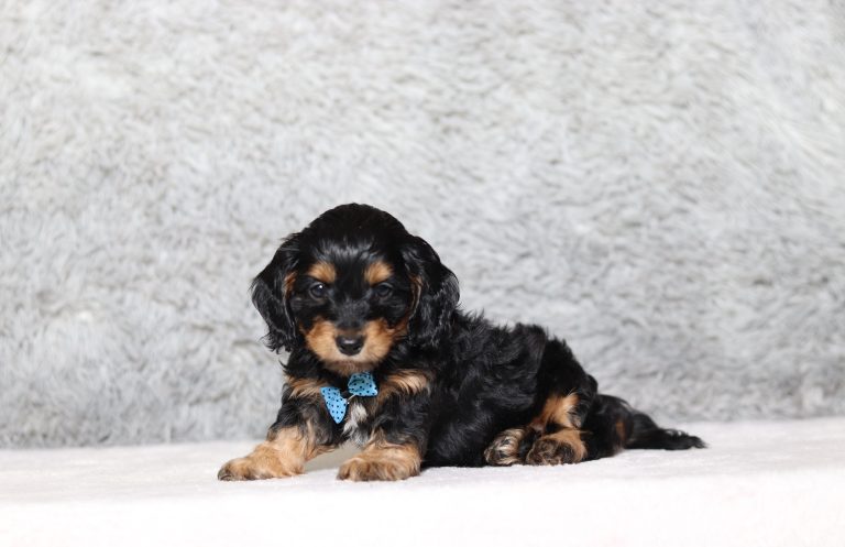0156aaa Gordan the doxypoo-the puppy lodge