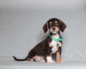 Young brown and white puppy sitting on a gray backdrop, wearing a green collar with a bell, looking at the camera.